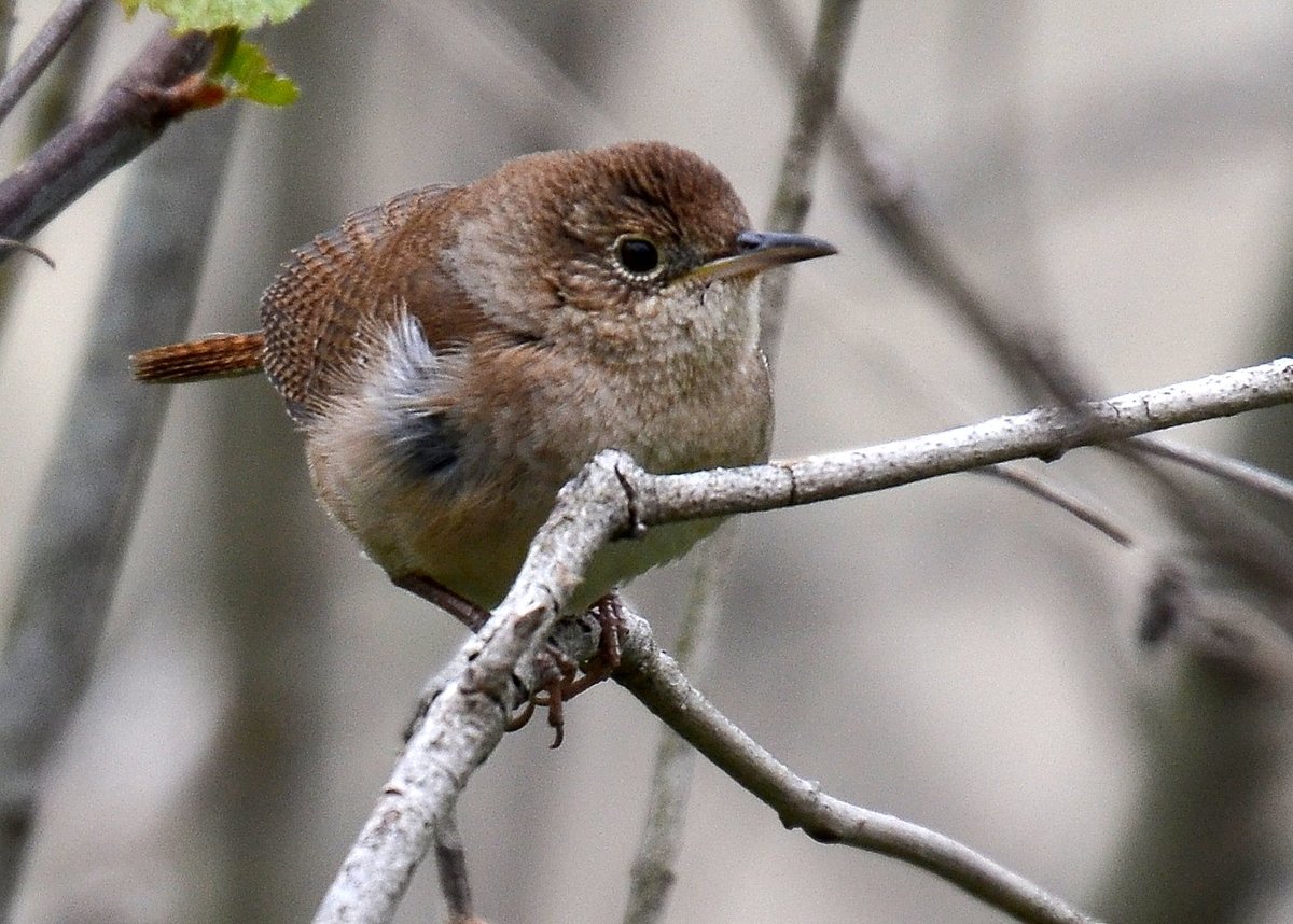 Pingree Grove, IL - Archivo:Troglodytes aedon aedon, Pingree Grove IL.jpg - Wikipedia, la  enciclope